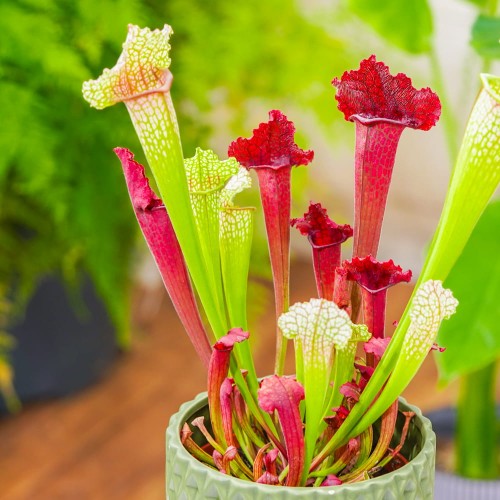 planta-carnivora-sarracenia-x-juthatip-soper-vivero-online-3