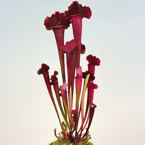 planta-carnivora-sarracenia-x-juthatip-soper-vivero-online-4