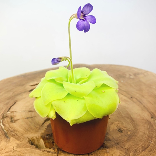 planta-carnivora-pinguicula-tina-vivero-online-0