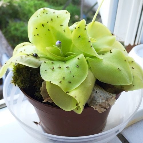 planta-carnivora-pinguicula-tina-vivero-online-1