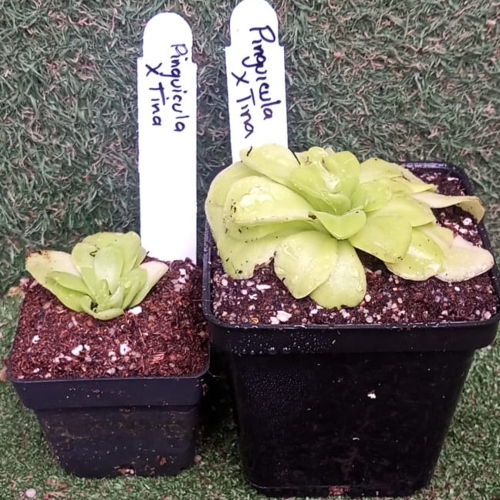 planta-carnivora-pinguicula-tina-vivero-online-2