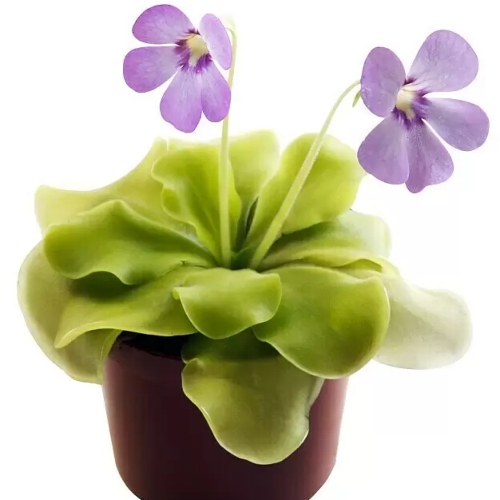 planta-carnivora-pinguicula-tina-vivero-online-3