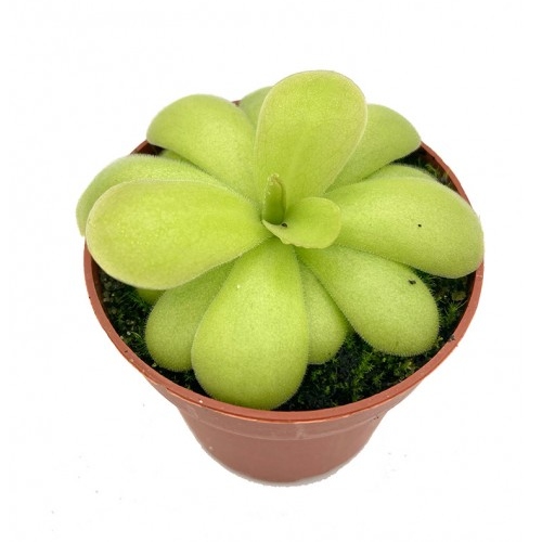 planta-carnivora-pinguicula-tina-vivero-online-4