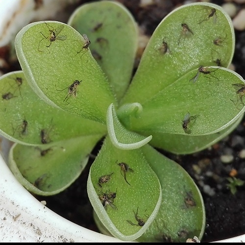 planta-carnivora-pinguicula-esseriana-vivero-online-0