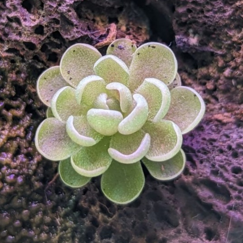 planta-carnivora-pinguicula-esseriana-vivero-online-1