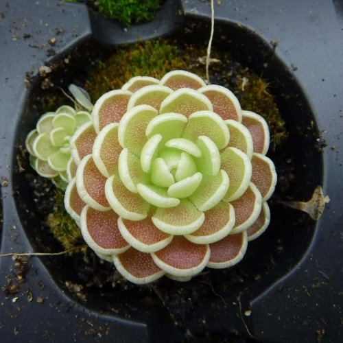 planta-carnivora-pinguicula-esseriana-vivero-online-2