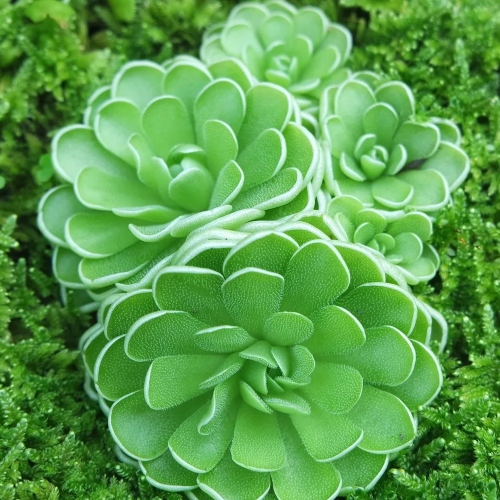 planta-carnivora-pinguicula-esseriana-vivero-online-3