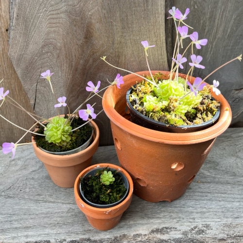 planta-carnivora-pinguicula-esseriana-vivero-online-4