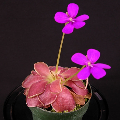 planta-carnivira-pinguicula-weser-vivero-online-0