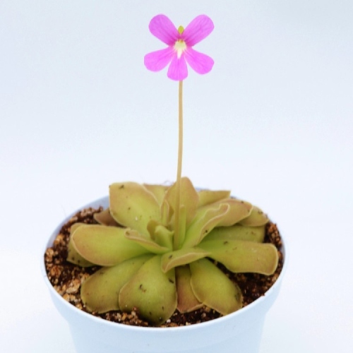 planta-carnivira-pinguicula-weser-vivero-online-1