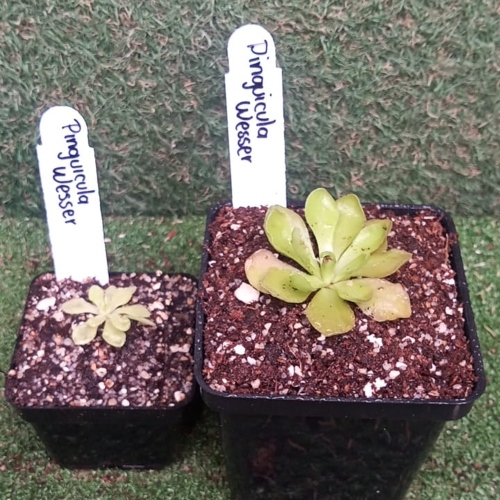 planta-carnivira-pinguicula-weser-vivero-online-2