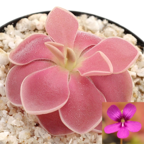 planta-carnivira-pinguicula-weser-vivero-online-3