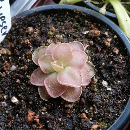 planta-carnivira-pinguicula-weser-vivero-online-4