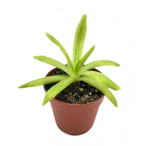 planta-carnivora-pinguicula-apasionada-vivero-online-0