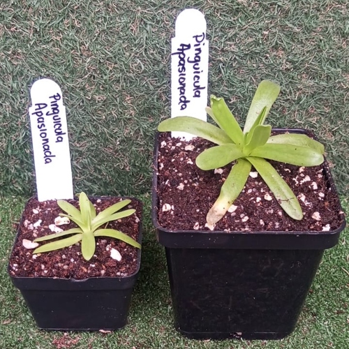 planta-carnivora-pinguicula-apasionada-vivero-online-1