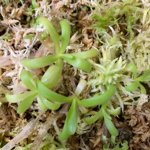 planta-carnivora-pinguicula-apasionada-vivero-online-2