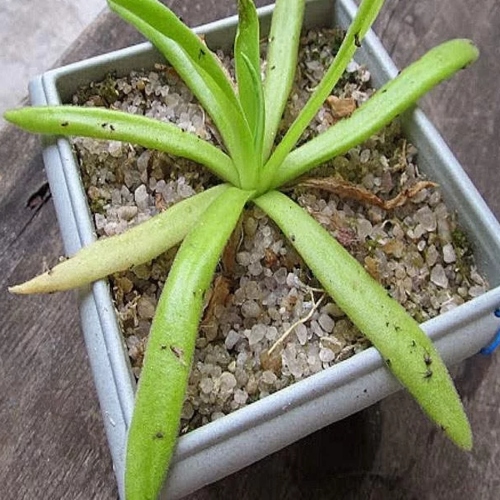 planta-carnivora-pinguicula-apasionada-vivero-online-3