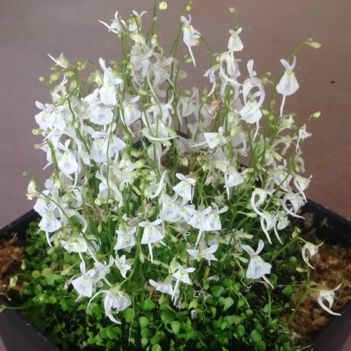 planta-carnivora-utricularia-sandersonii-0