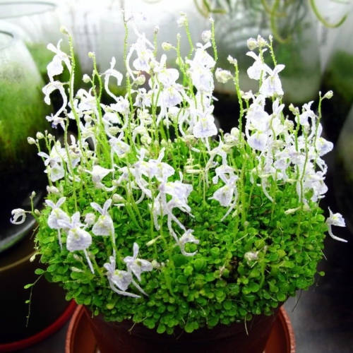 planta-carnivora-utricularia-sandersonii-1