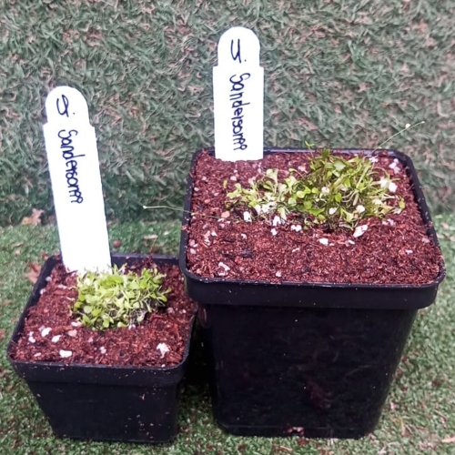 planta-carnivora-utricularia-sandersonii-2