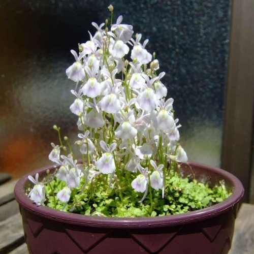 planta-carnivora-utricularia-sandersonii-3