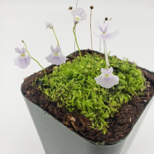 planta-carnivora-utricularia-sandersonii-4