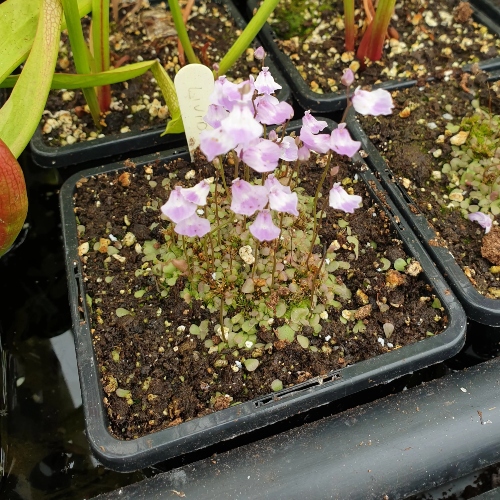 planta-carnivora-utricularia-livida-vivero-online-0
