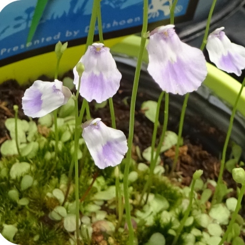 planta-carnivora-utricularia-livida-vivero-online-1