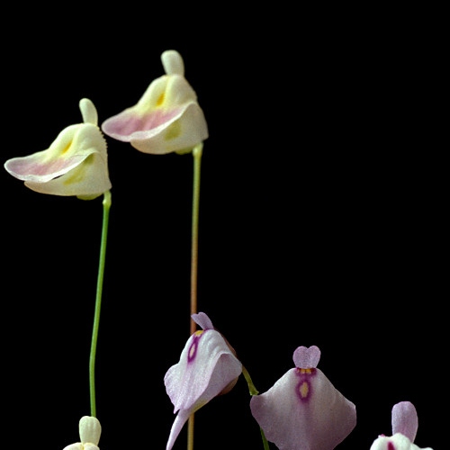 planta-carnivora-utricularia-livida-vivero-online-2