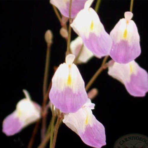 planta-carnivora-utricularia-livida-vivero-online-3