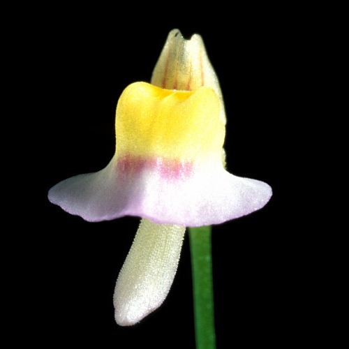 plantas-carnivoras-utricularia-bisquamata-vivero-online-0