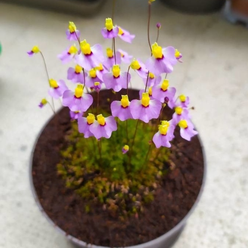 plantas-carnivoras-utricularia-bisquamata-vivero-online-1