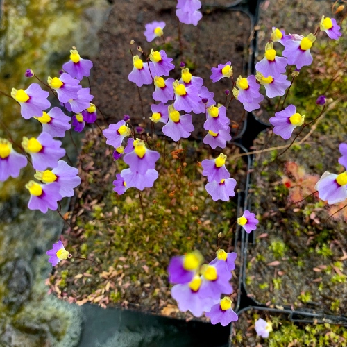 plantas-carnivoras-utricularia-bisquamata-vivero-online-2