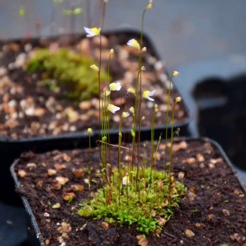 plantas-carnivoras-utricularia-bisquamata-vivero-online-3