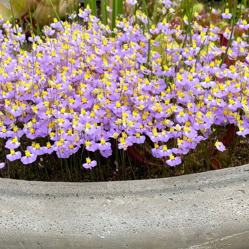 plantas-carnivoras-utricularia-bisquamata-vivero-online-4