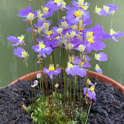 plantas-carnivoras-utricularia-bisquamata-vivero-online-5