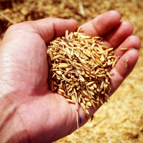 cascarilla-de-arroz-cruda-sustratos-organicos-0