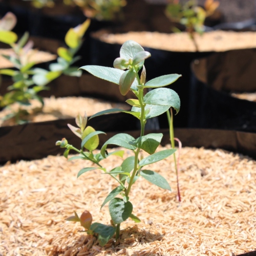 cascarilla-de-arroz-cruda-sustratos-organicos-2