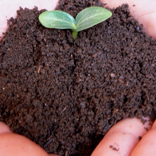humus-de-lombriz-solido-sustratos-organicos-1