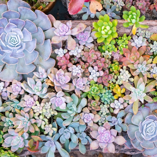 suculentas-echeveria-roseta-vivero-online-0