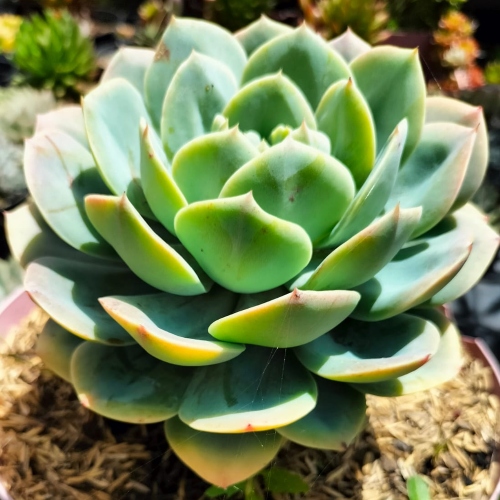 suculentas-echeveria-roseta-vivero-online-1