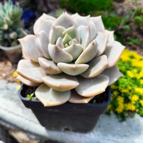suculentas-echeveria-roseta-vivero-online-2