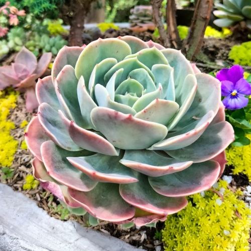 suculentas-echeveria-roseta-vivero-online-3