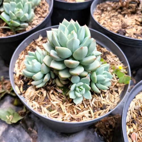 suculentas-echeveria-roseta-vivero-online-4