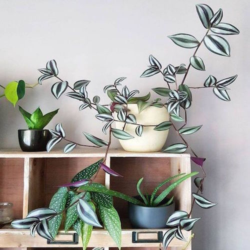 suculentas-tradescantia-zebrina-vivero-online-0