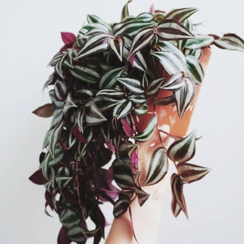 suculentas-tradescantia-zebrina-vivero-online-1
