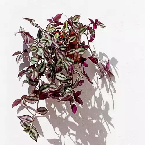 suculentas-tradescantia-zebrina-vivero-online-3