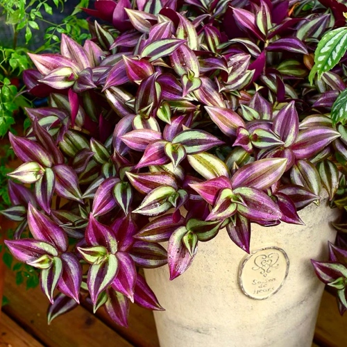 suculentas-tradescantia-zebrina-vivero-online-2
