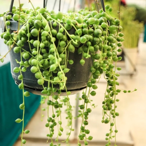 suculentas-senecio-rowleyanus-o-rosario-vivero-online-0