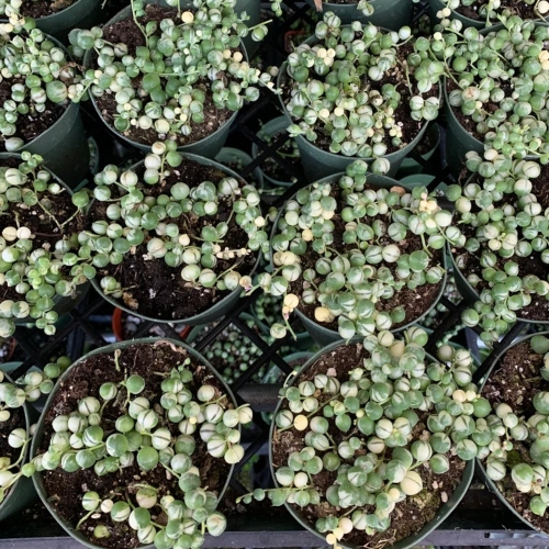 suculentas-senecio-rowleyanus-o-rosario-vivero-online-1